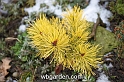 wbgarden dwarf conifers 50
